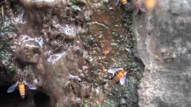 Close-up of honey bees drinking in a pool of water, Detail of honey bee drinking from a puddle.