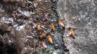 Close-up of honey bees drinking in a pool of water, Detail of honey bee drinking from a puddle.