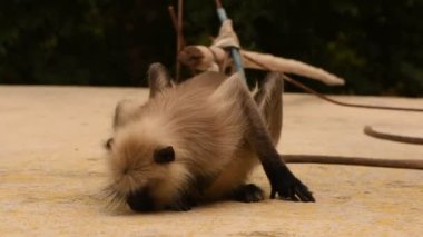 A langur monkey in rural India