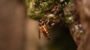 Close-up of honey bees drinking in a pool of water, Detail of honey bee drinking from a puddle.