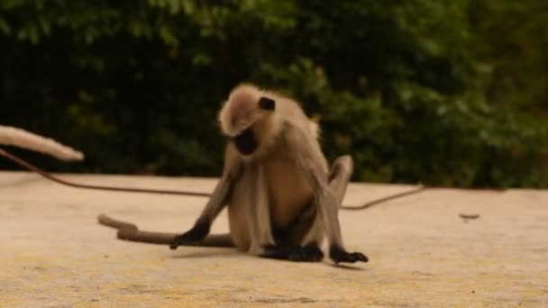 印度农村的一只懒猴 — 图库视频影像