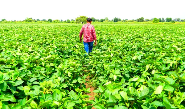 成長する緑の大豆畑にインドの農家の農学者 — ストック写真