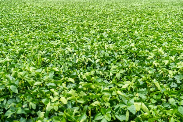 Зеленое Соевое Поле Индии Сельскохозяйственная Промышленность — стоковое фото