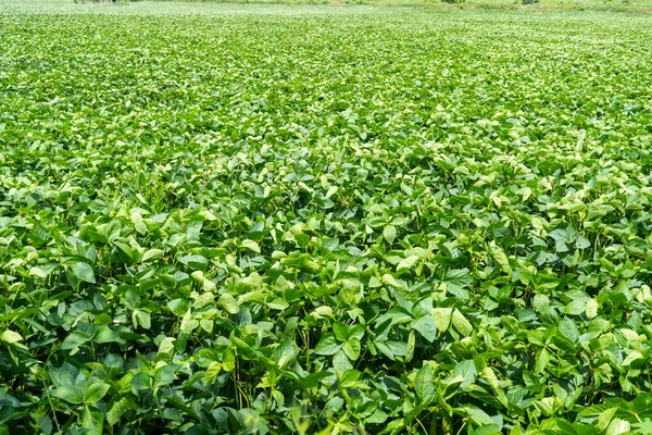 Groene Soja Veld India Landbouw Industrie — Stockfoto