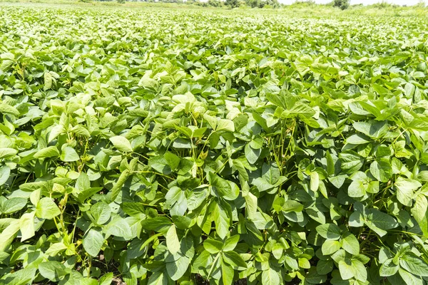 Groene Soja Veld India Landbouw Industrie — Stockfoto