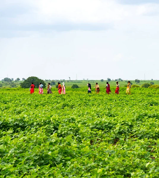 Akola Maharashtra India Augusti 2021 Indiska Lantbrukare Som Arbetar Sina — Stockfoto