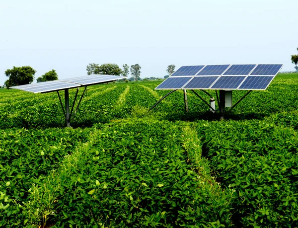 Panneaux Solaires Dans Champ Soja Inde — Photo