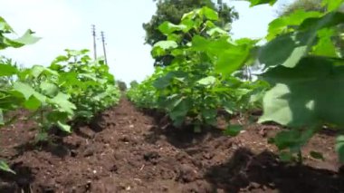 Hindistan 'daki yeşil soya tarlası.