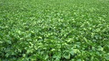 Hindistan 'daki yeşil soya tarlası.