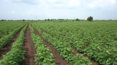 Hindistan 'daki yeşil soya tarlası.