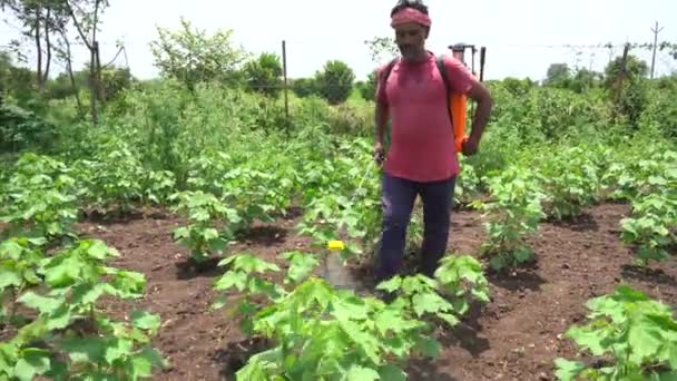 Indiase Boer Sproeit Katoenveld Met Pesticiden Herbiciden — Stockvideo