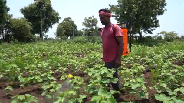 Indický Zemědělec Postřikuje Bavlněné Pole Pesticidy Herbicidy — Stock video