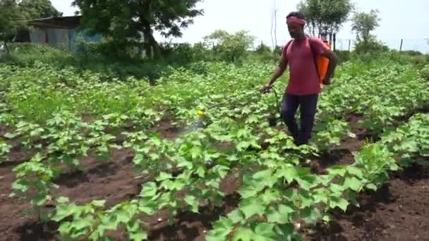 印度农民在棉田喷洒杀虫剂和除草剂 — 图库视频影像