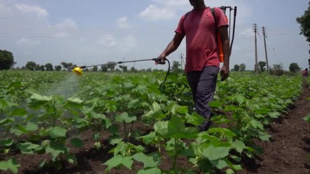 Agriculteur Indien Pulvérisation Champ Coton Avec Des Pesticides Des Herbicides — Video