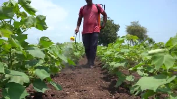 印度农民在棉田喷洒杀虫剂和除草剂 — 图库视频影像