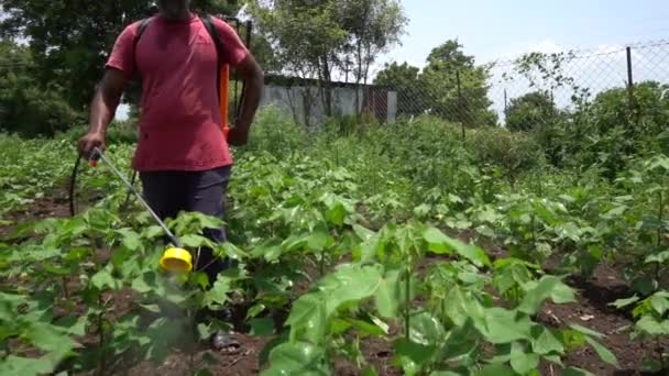 Indiska Bonde Besprutning Bomullsfält Med Bekämpningsmedel Och Herbicider — Stockvideo