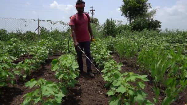 Agricultor Indiano Pulverizando Campo Algodão Com Pesticidas Herbicidas — Vídeo de Stock