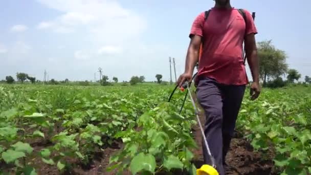 Indický Zemědělec Postřikuje Bavlněné Pole Pesticidy Herbicidy — Stock video