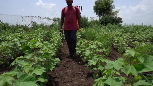 Indický Zemědělec Postřikuje Bavlněné Pole Pesticidy Herbicidy — Stock video