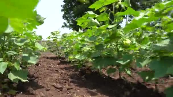 Индийский Фермер Опрыскивает Хлопковое Поле Пестицидами Гербицидами — стоковое видео