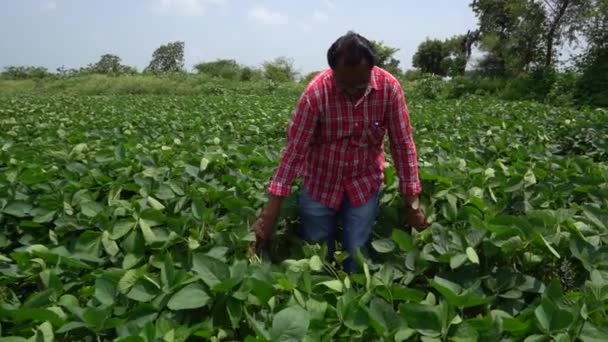 Indiánský Farmář Pěstujícím Zeleném Poli Sójovými Boby Zemědělský Průmysl — Stock video