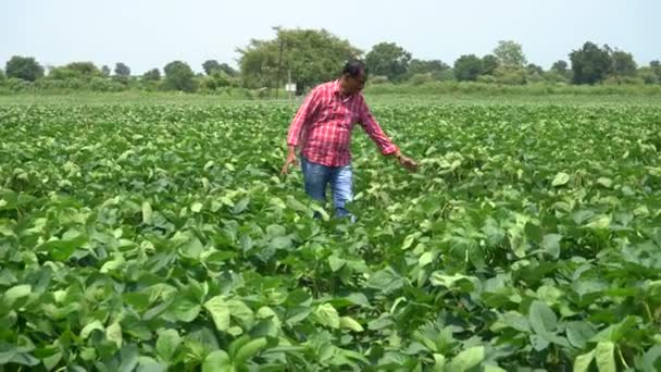 Agriculteur Indien Agronome Dans Champ Soja Vert Pleine Croissance Industrie — Video