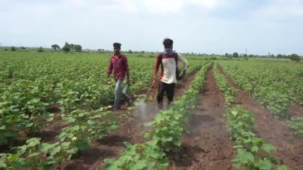Indiase Boer Sproeit Katoenveld Met Pesticiden Herbiciden — Stockvideo