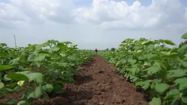 Indiase Boer Sproeit Katoenveld Met Pesticiden Herbiciden — Stockvideo