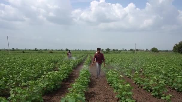 Indický Zemědělec Postřikuje Bavlněné Pole Pesticidy Herbicidy — Stock video