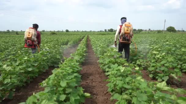 Agricoltore Indiano Spruzzando Campo Cotone Con Pesticidi Erbicidi — Video Stock
