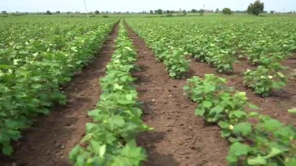 インドの緑大豆畑 — ストック動画