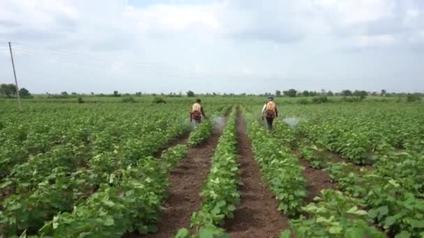 Indian Farmer Spraying Cotton Field Pesticides Herbicides — Stock Video