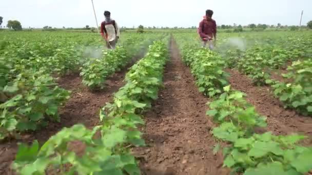 Indiase Boer Sproeit Katoenveld Met Pesticiden Herbiciden — Stockvideo