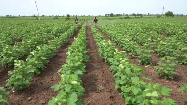 Indický Zemědělec Postřikuje Bavlněné Pole Pesticidy Herbicidy — Stock video