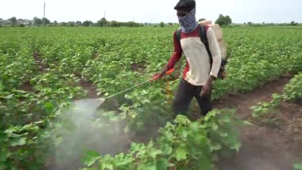 Indiase Boer Sproeit Katoenveld Met Pesticiden Herbiciden — Stockvideo