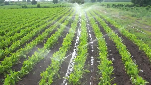 Automatic Sprinkler Irrigation System Watering Turmeric Field Farm Maharashtra India — Stock Video