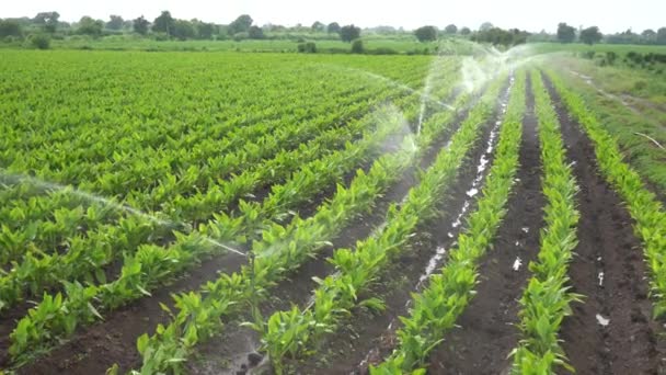 Sistema Automático Irrigação Por Aspersão Rega Fazenda Campo Açafrão Maharashtra — Vídeo de Stock