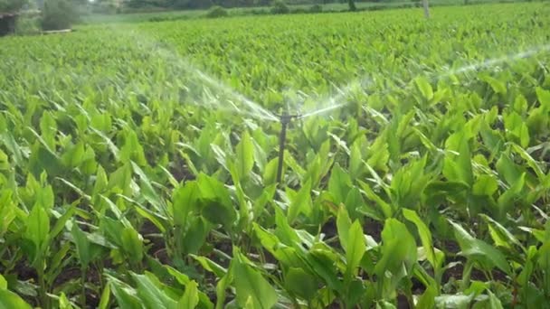 ターメリックフィールドファーム内の自動散水灌漑システム インドのマハラシュトラ州 — ストック動画