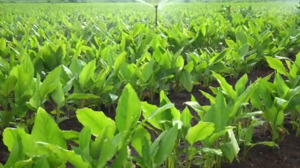 Automatic Sprinkler Irrigation System Watering Turmeric Field Farm Maharashtra India — Stock Video