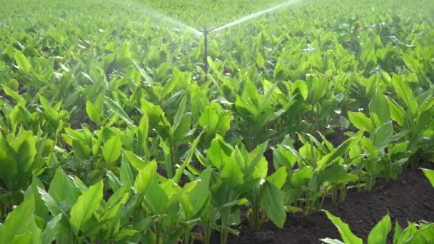 Automatic Sprinkler Irrigation System Watering Turmeric Field Farm Maharashtra India — Stock Video