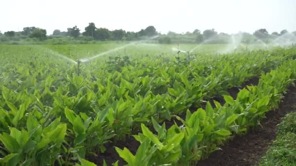 Automatic Sprinkler Irrigation System Watering Turmeric Field Farm Maharashtra India — Stock Video