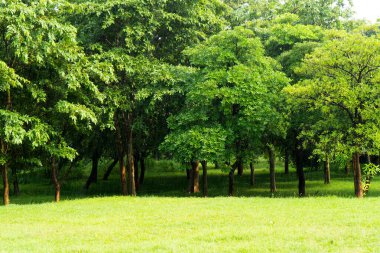 Ormandaki yeşil ağaç