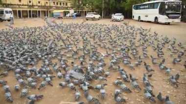 JAIPUR, INDIA, 12 Ağustos 2019: İnsanlar Jaipur sokaklarında güvercin besliyor, şehir sokaklarında yemek yiyen kuş sürüsü.