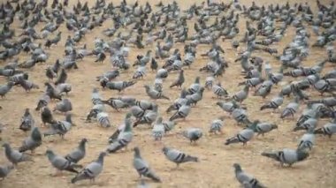 JAIPUR, INDIA, 12 Ağustos 2019: İnsanlar Jaipur sokaklarında güvercin besliyor, şehir sokaklarında yemek yiyen kuş sürüsü.