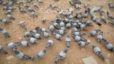 JAIPUR, INDIA, 12 Ağustos 2019: İnsanlar Jaipur sokaklarında güvercin besliyor, şehir sokaklarında yemek yiyen kuş sürüsü.