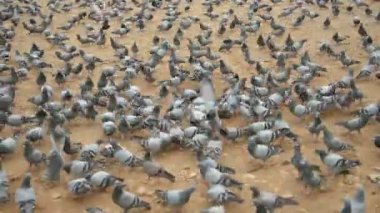 JAIPUR, INDIA, 12 Ağustos 2019: İnsanlar Jaipur sokaklarında güvercin besliyor, şehir sokaklarında yemek yiyen kuş sürüsü.