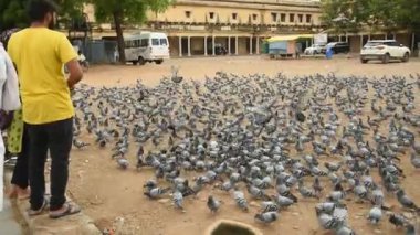 JAIPUR, INDIA, 12 Ağustos 2019: İnsanlar Jaipur sokaklarında güvercin besliyor, şehir sokaklarında yemek yiyen kuş sürüsü.