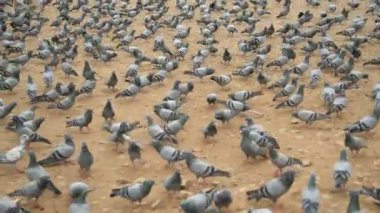 JAIPUR, INDIA, 12 Ağustos 2019: İnsanlar Jaipur sokaklarında güvercin besliyor, şehir sokaklarında yemek yiyen kuş sürüsü.