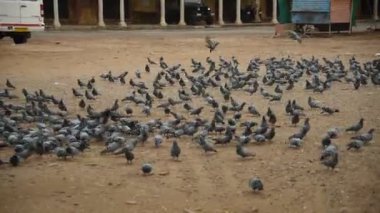 JAIPUR, INDIA, 12 Ağustos 2019: İnsanlar Jaipur sokaklarında güvercin besliyor, şehir sokaklarında yemek yiyen kuş sürüsü.