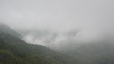  Hindistan 'da ormanı sis kaplıyor.